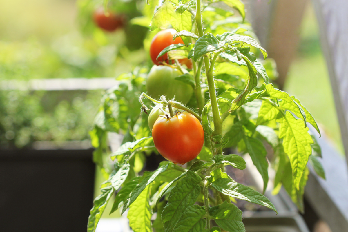 Growing vegetables indoors - tomato plants growing in pots by a window