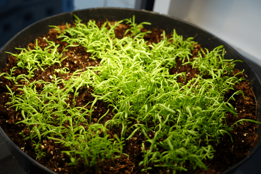 Growing chamomile indoors - chamomile seedlings in a pot