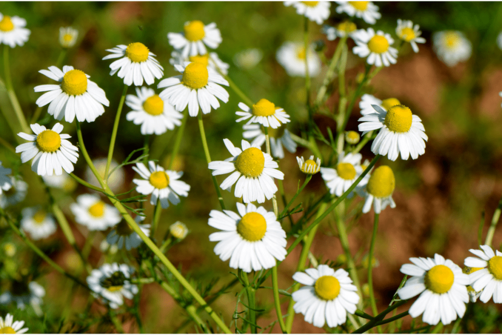 Growing chamomile indoors - close up image of Chamaemelum nobile from Canva