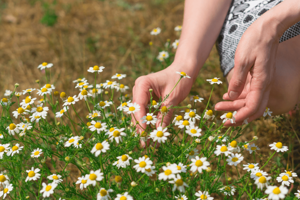 Growing chamomile indoors - taking cuttings from an outdoor plant