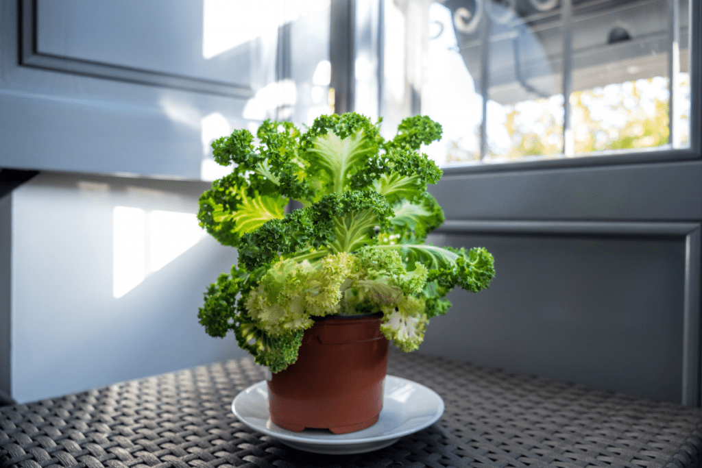 Indoor vegetable garden - A kale plant growing in a pot near a window