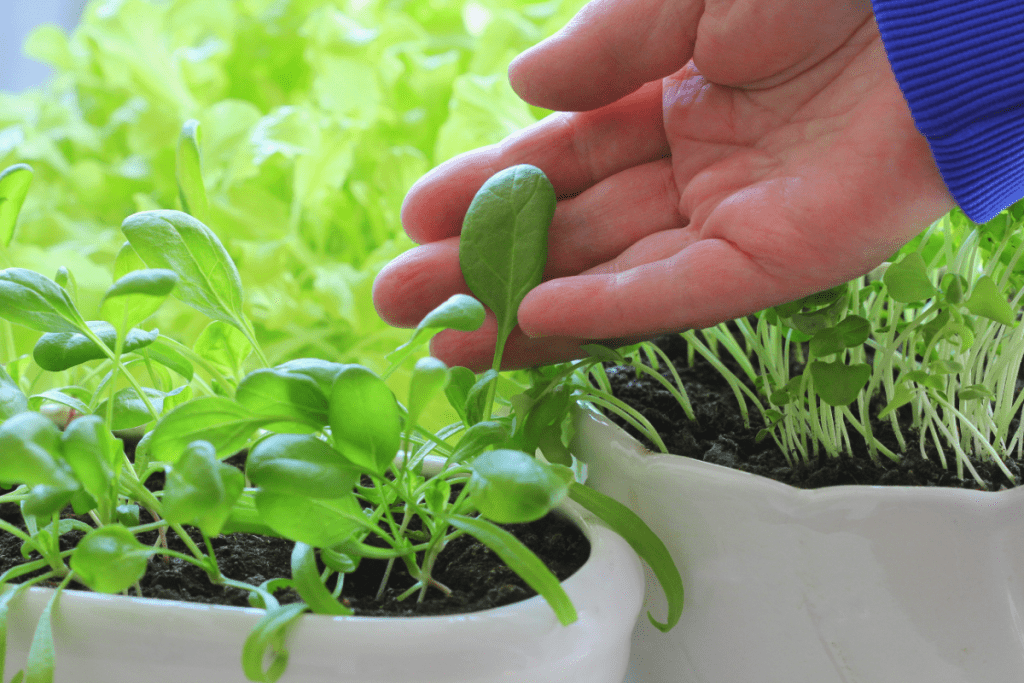 Indoor vegetable garden - a male hand showing a leaf from a baby spinach growing indoors in a white ceramic pot.