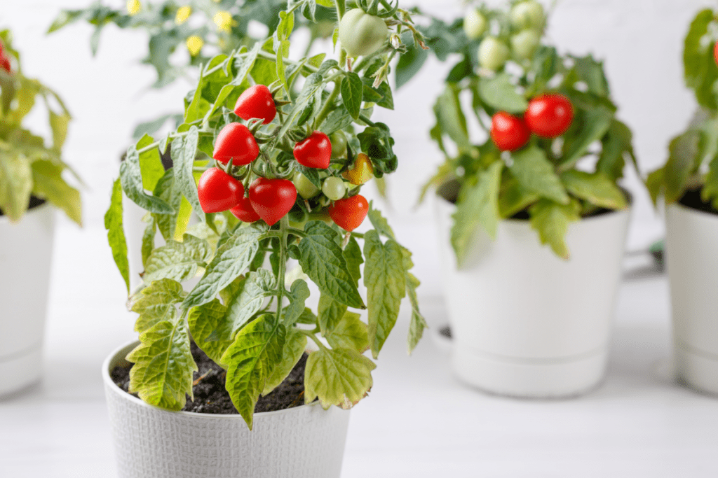 Indoor vegetable garden - tomato plants with red cherry tomatoes on the vine in a white pot indoors