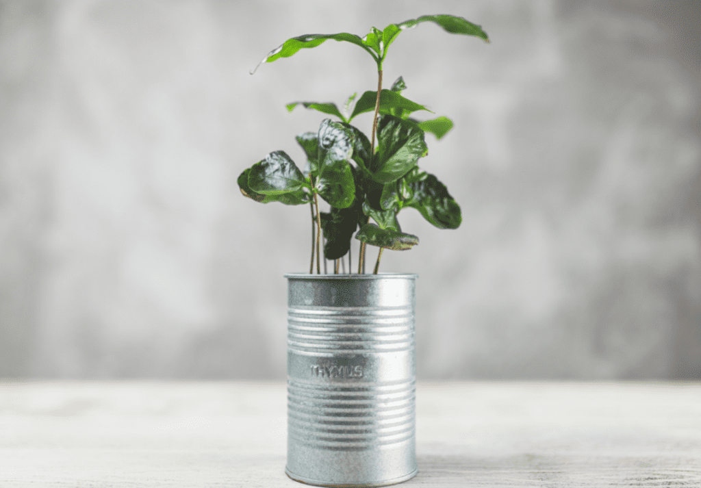Low-waste lifestyle - Image of an upcycled tin can plant pot