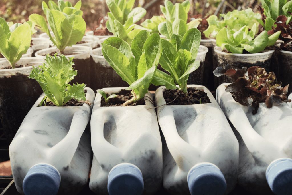 Plastic-free Home - Plastic milk jugs upcycled into planters for veggies 