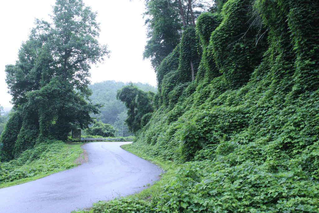 Invasive species - English Ivy smothering the ground and trees along a roadside