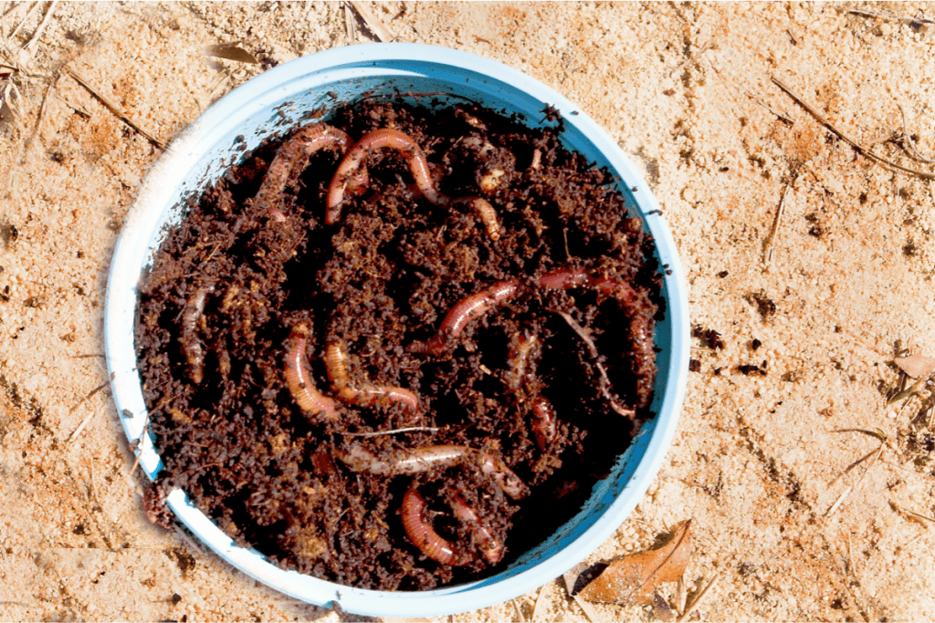Fishing worms used for live bait in a container