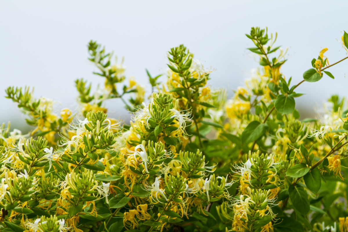 Best Ways to Combat Invasive Alien Species in Your Garden