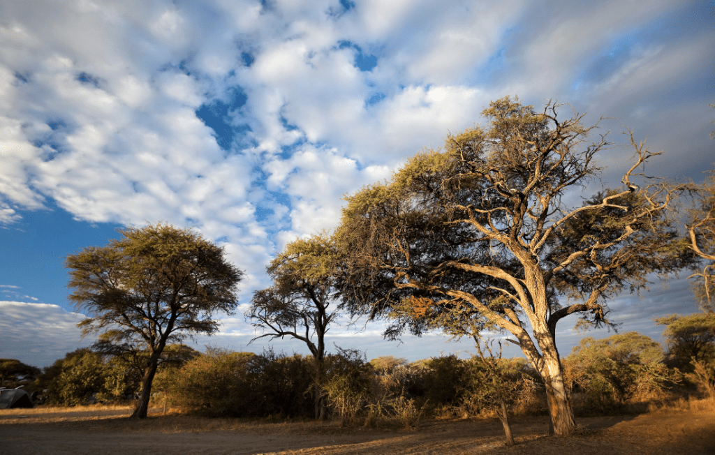 Acacia wood - Acacia trees growing an arid conditions, with many branches that are twisted and knotted