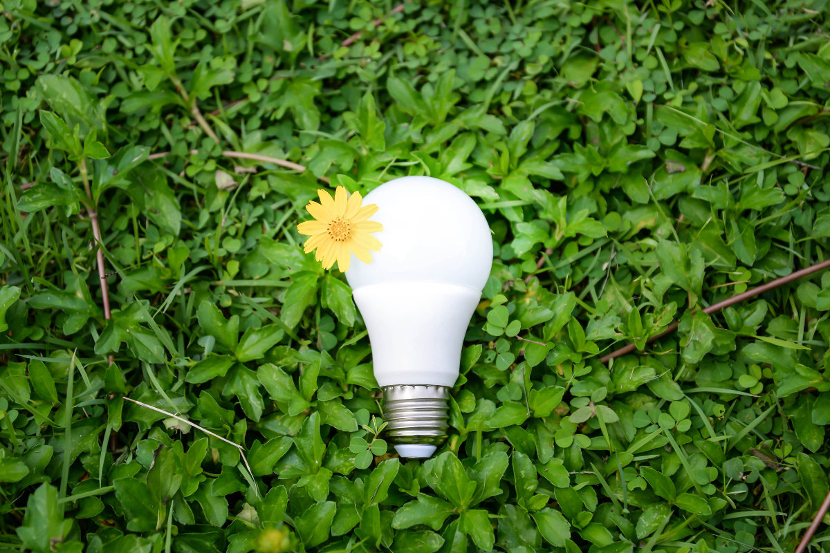 Eco-friendly lighting - stock image from Canva of an LED light bulb in front of green foliage, with a hello daisy at the top of the light bulb