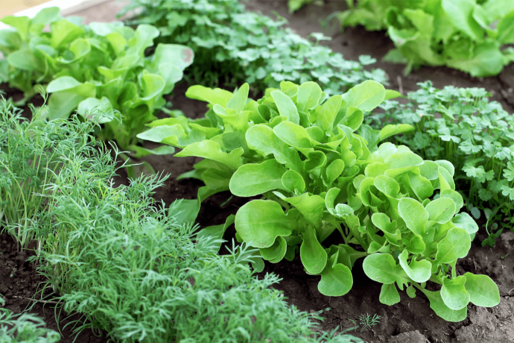 Vegetable gardening tips - veggies growing rows