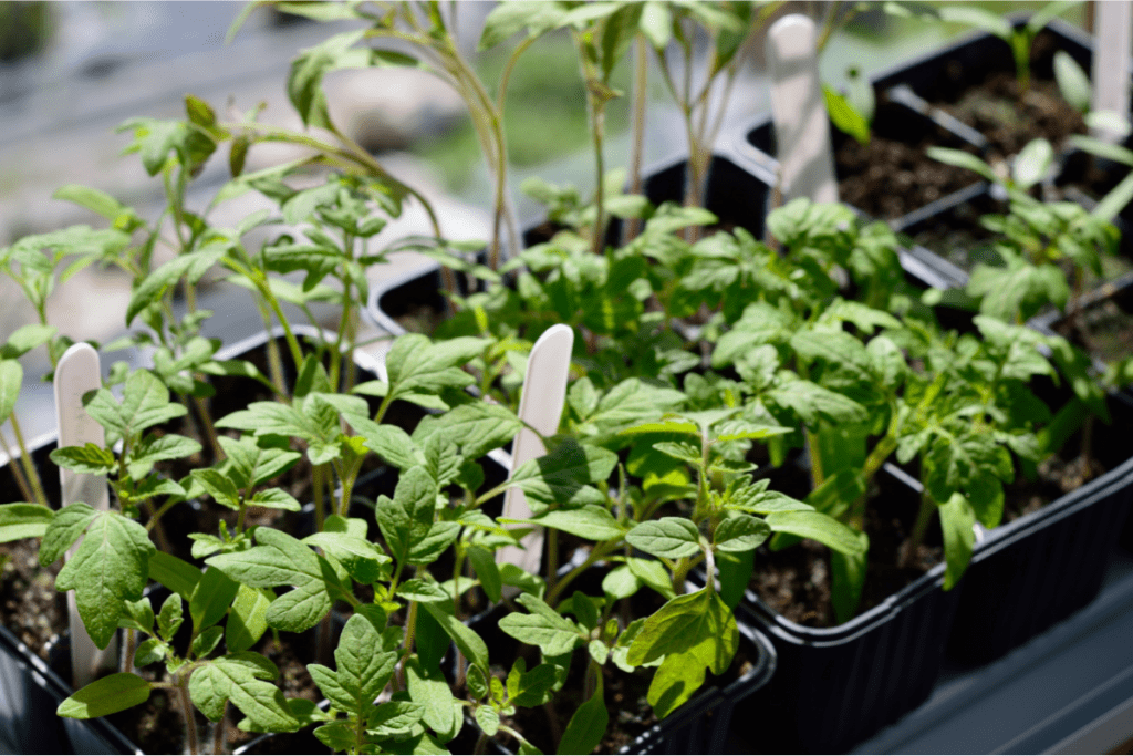 Vegetable gardening tips - Image of a tray of tomato seedlings