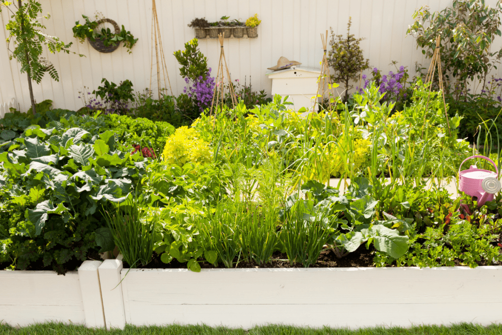 Vegetable gardening tips - image of raised garden beds with vegetables growing in full sun and partial shade