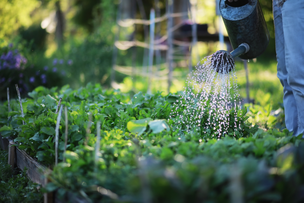 Vegetable gardening tips - image of vegetables growing outdoors with someone watering them with a watering can