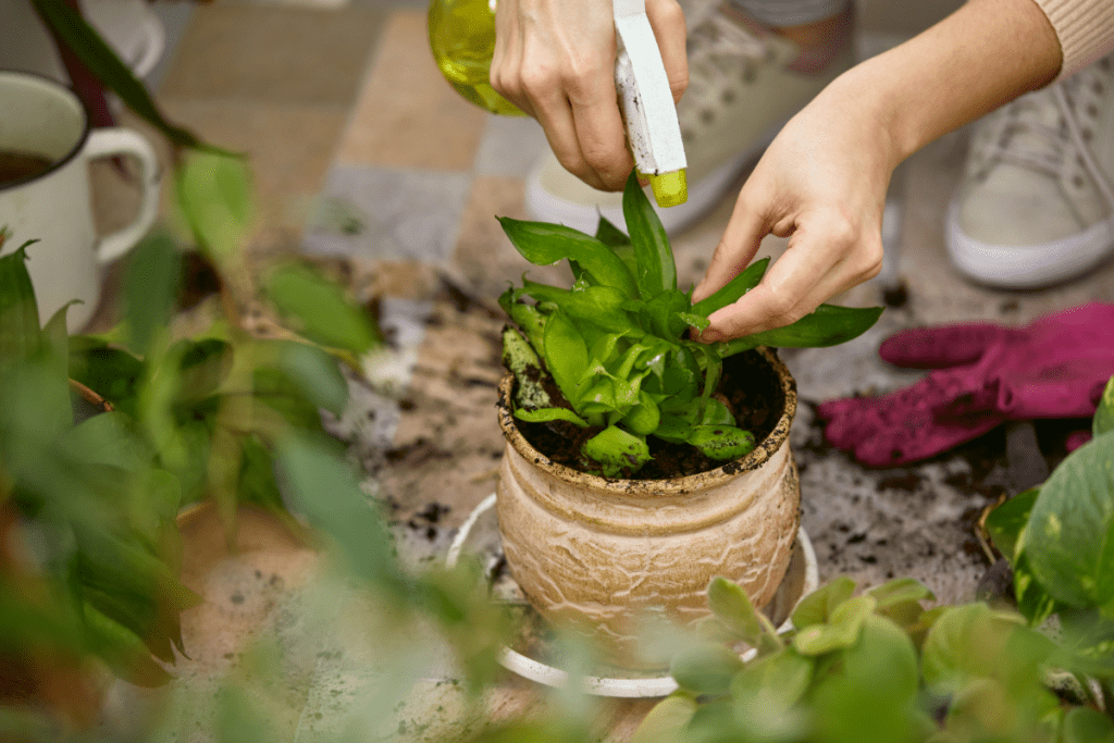 Eco-friendly Pesticides - Soap Spray