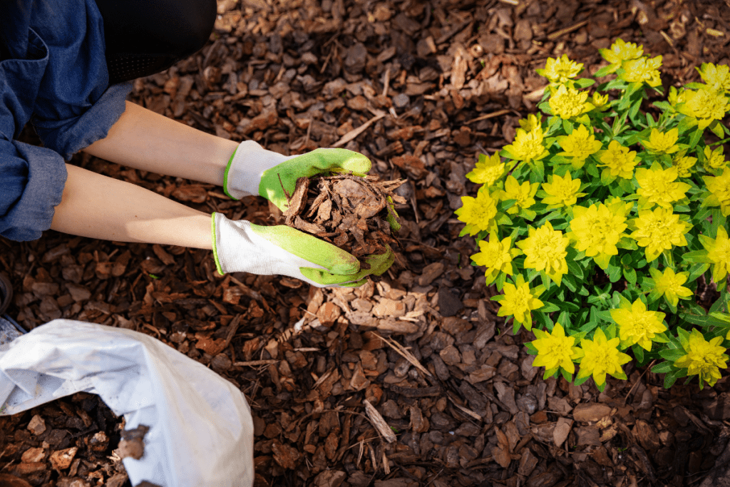 Eco-friendly Landscape - Mulch wood chips around flowers