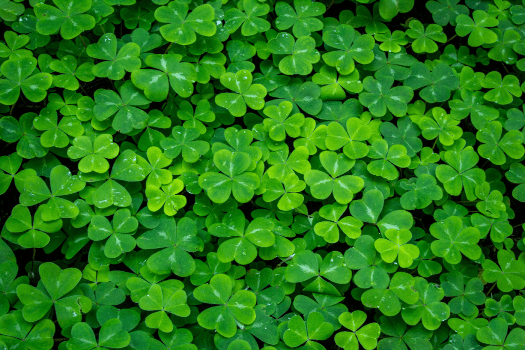 Eco-friendly Landscaping - Clover groundcover from above