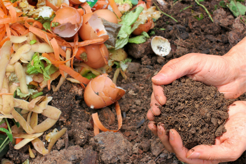 Eco-friendly Landscaping - Compost and vegetable kitchen scarps, eggshells etc. 