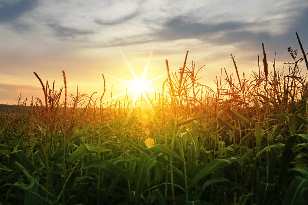 Facts About Solar - Photosynthesis - Image of the sun rising over a corn field