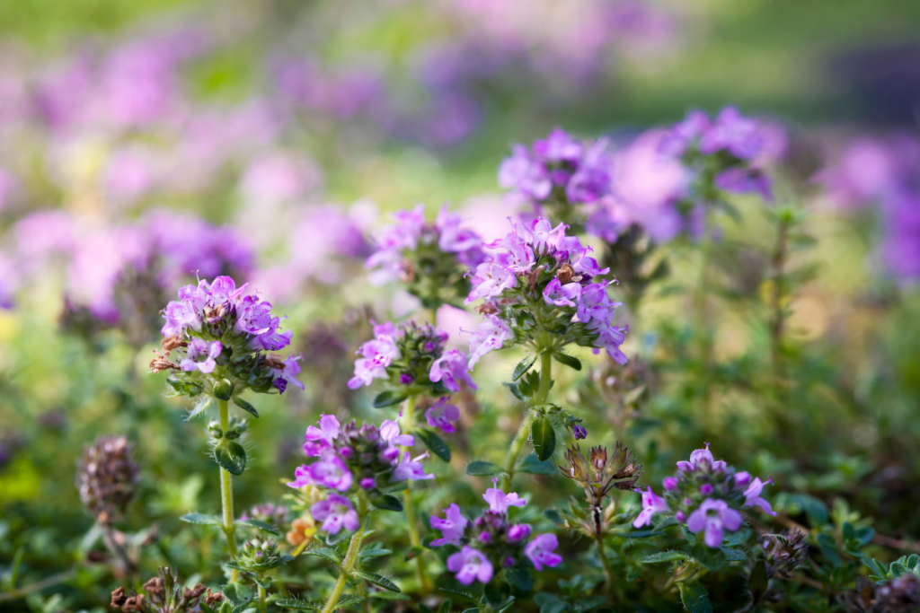 Thyme plant in flower, with small clusters of tiny purple flowers