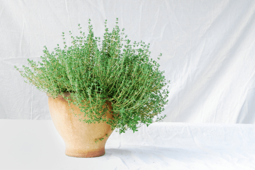 Thyme plant growing in a terracotta plant pot