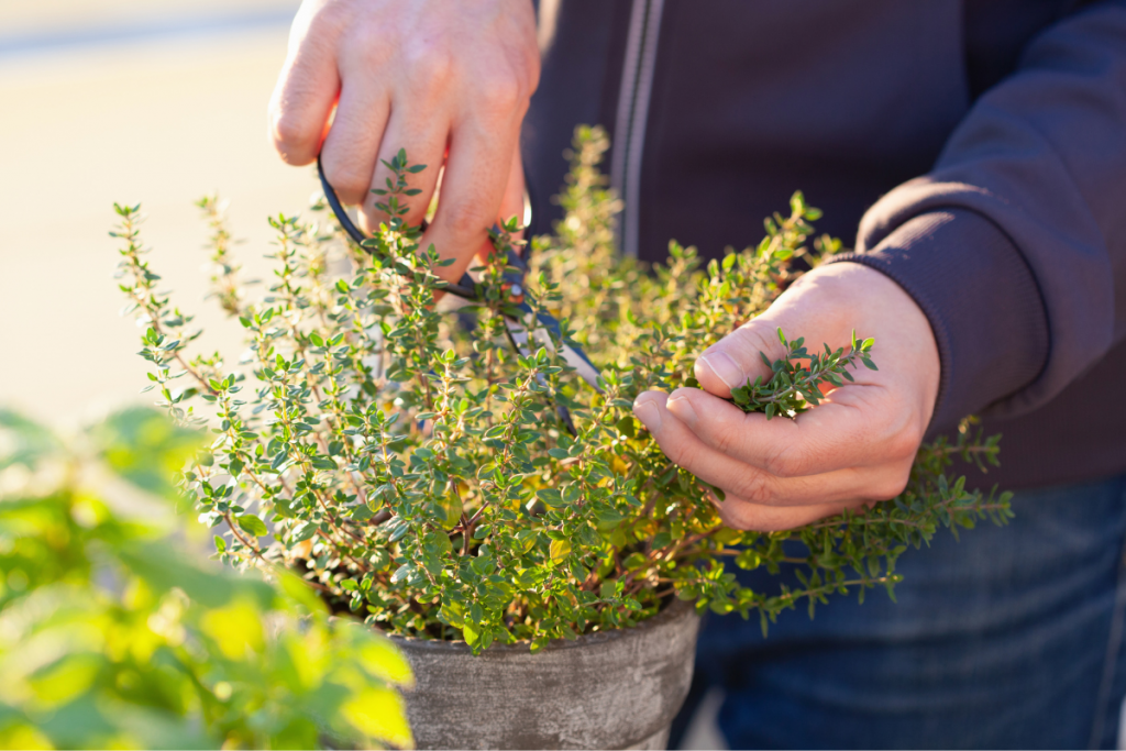 Pruning Thyme plants