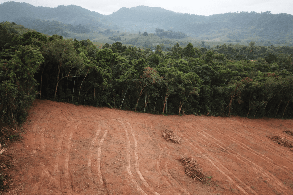 Eco-friendly Agriculture - Stock image of forest being cleared for crop planting