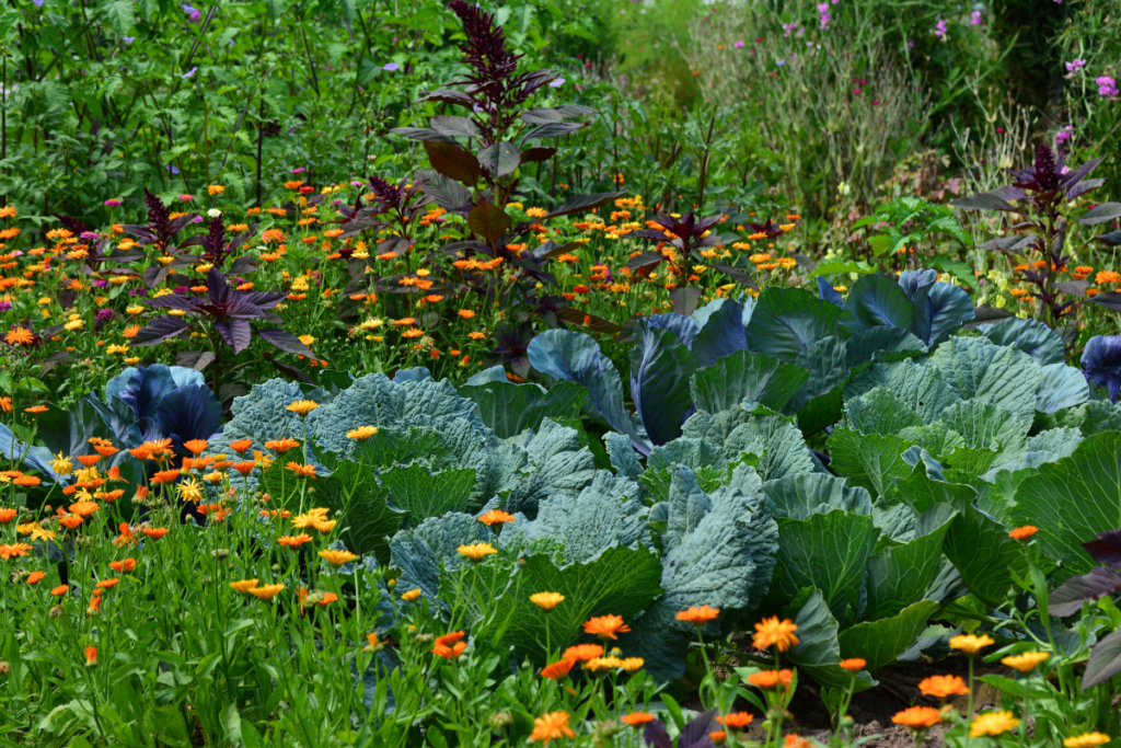 Eco-friendly Agriculture - Stock image of a home garden with cabbages between the flowers