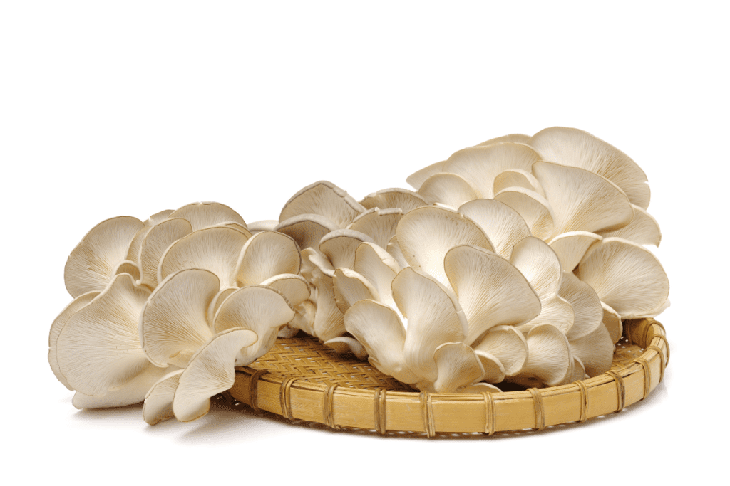 Gourmet Mushrooms - Oyster Mushrooms