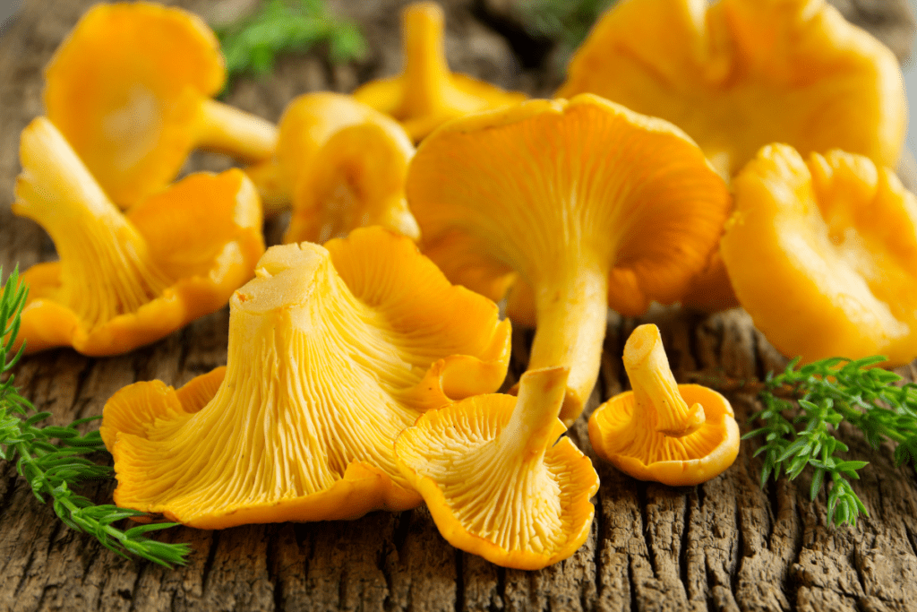 Gourmet Mushrooms - Chanterelle Mushrooms