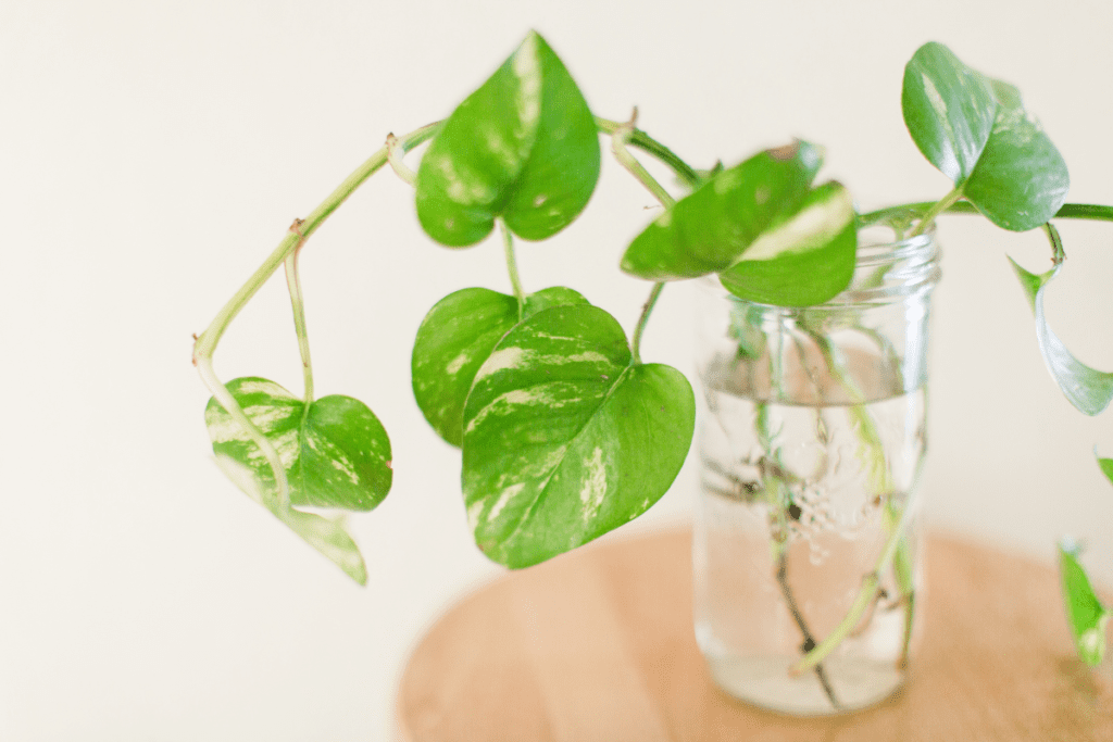Eco-friendly weddings - pothos centerpiece