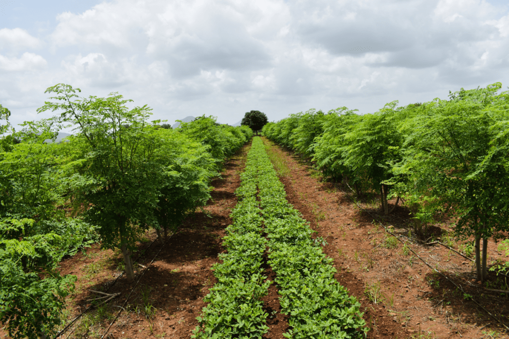 eco-friendly farming practices - agroforestry