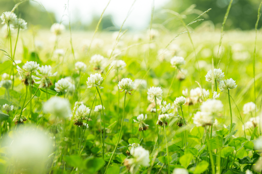 eco-friendly farming practices -tillage