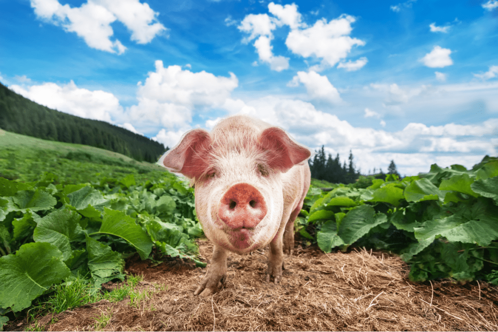 eco-friendly farming practices - pig in the plant crops