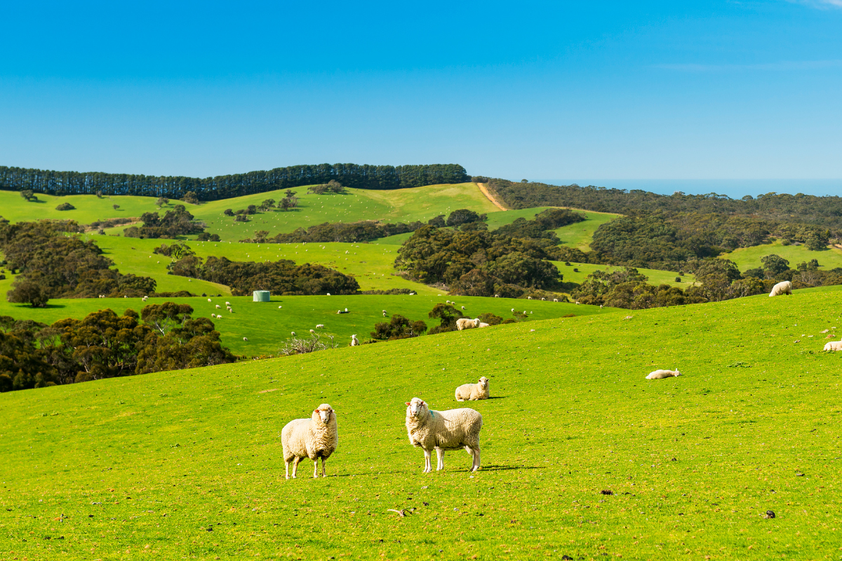 eco-friendly farming practices - Sheep grazing