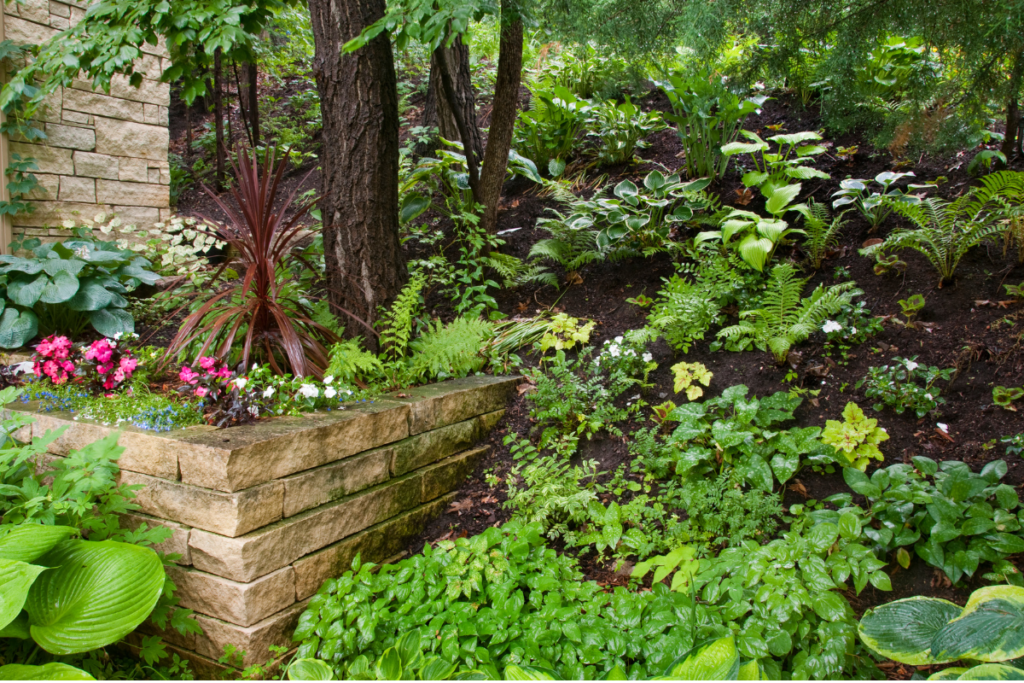 Tree Trimming Benefits - Stock image of shade plants growing in partial shade under some trees