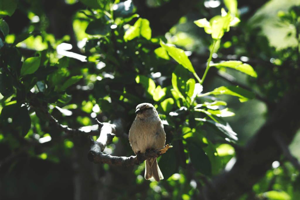 Tree Trimming Benefits - Stock image of a small bird perched on a tree branch