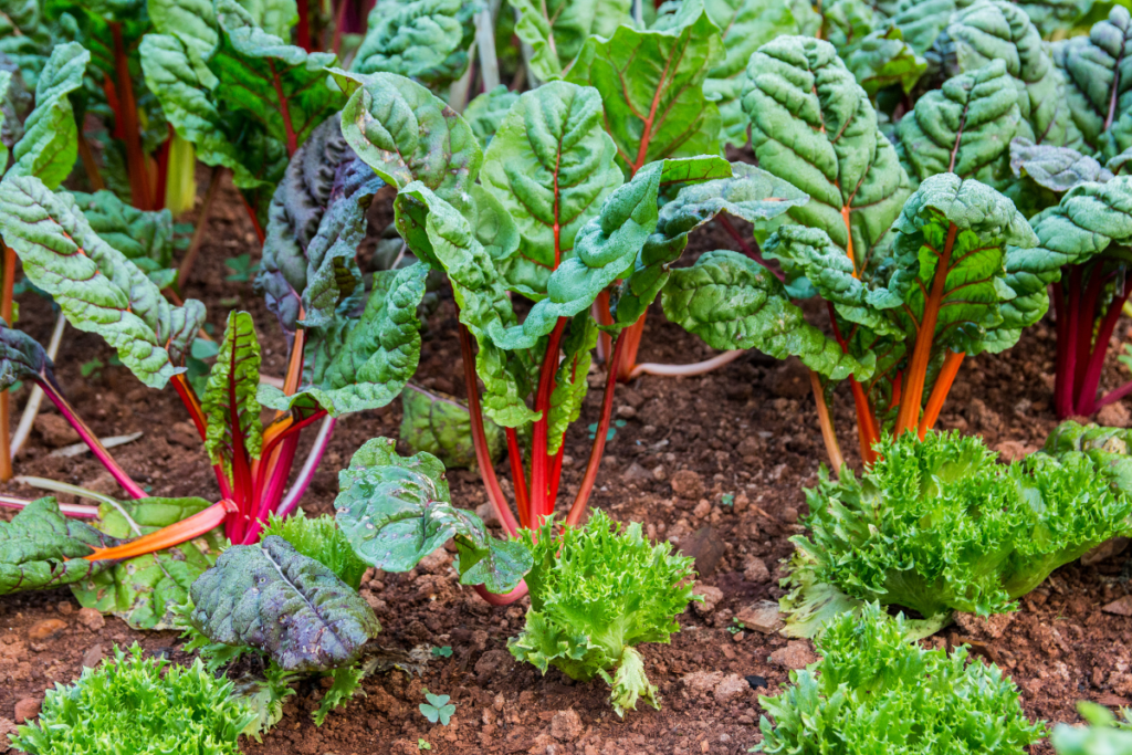 Off-grid Adventures - veggie garden