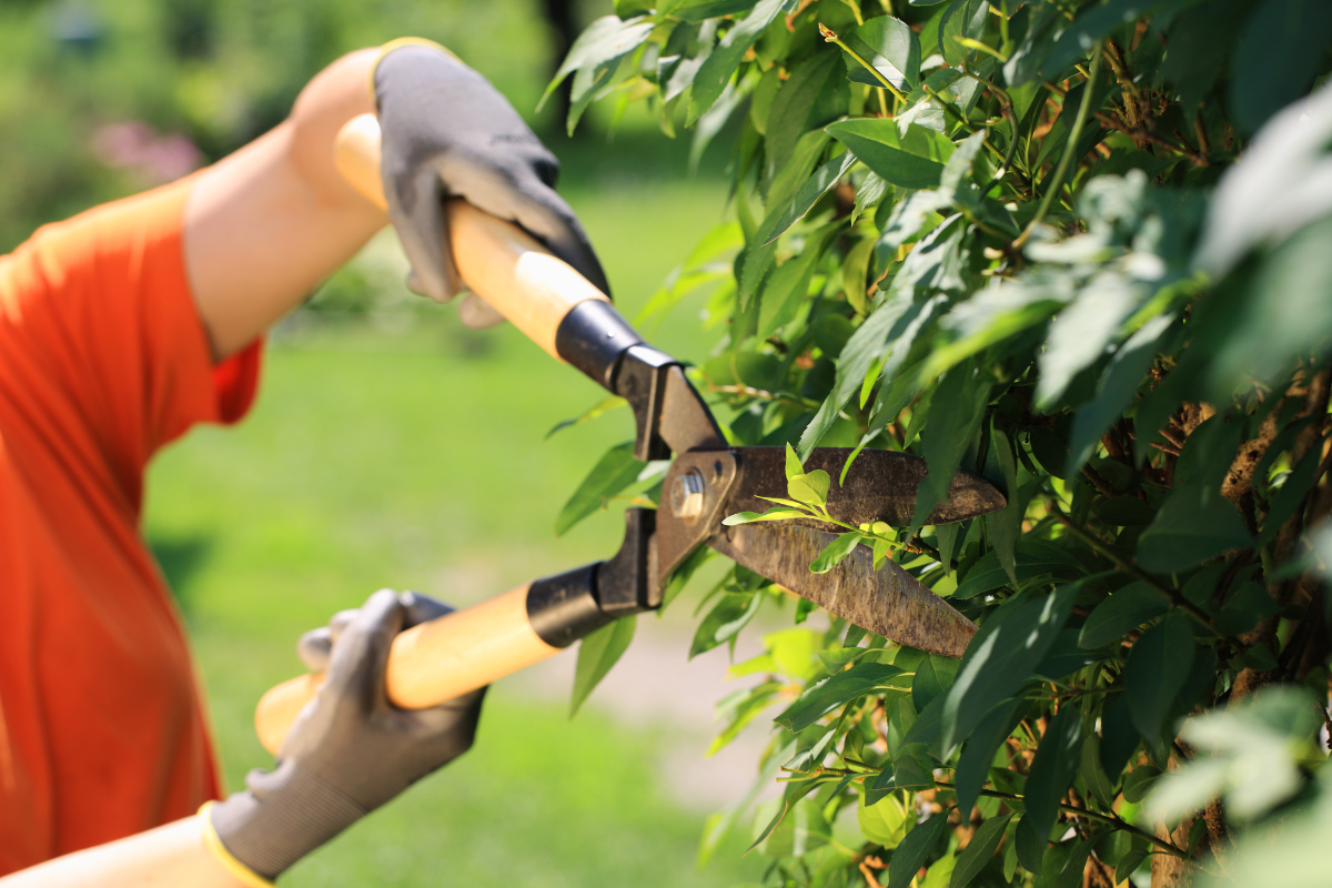Tree Trimming Benefits - Stock image of a pair of garden shears cutting tree branches