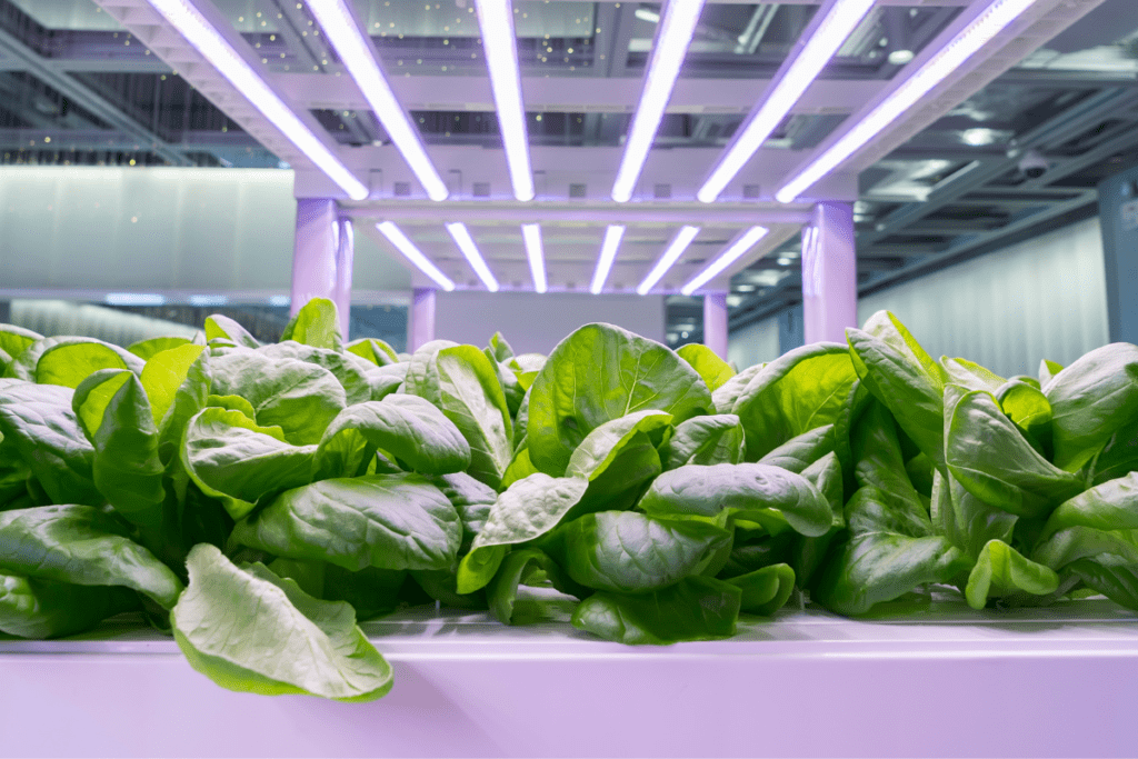 Advantages of Crop Rotation - :Lettuce under fluorescent grow lights