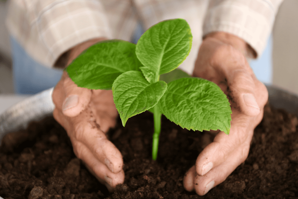 Advantages of Crop Rotation - Potting plant into new potting soil
