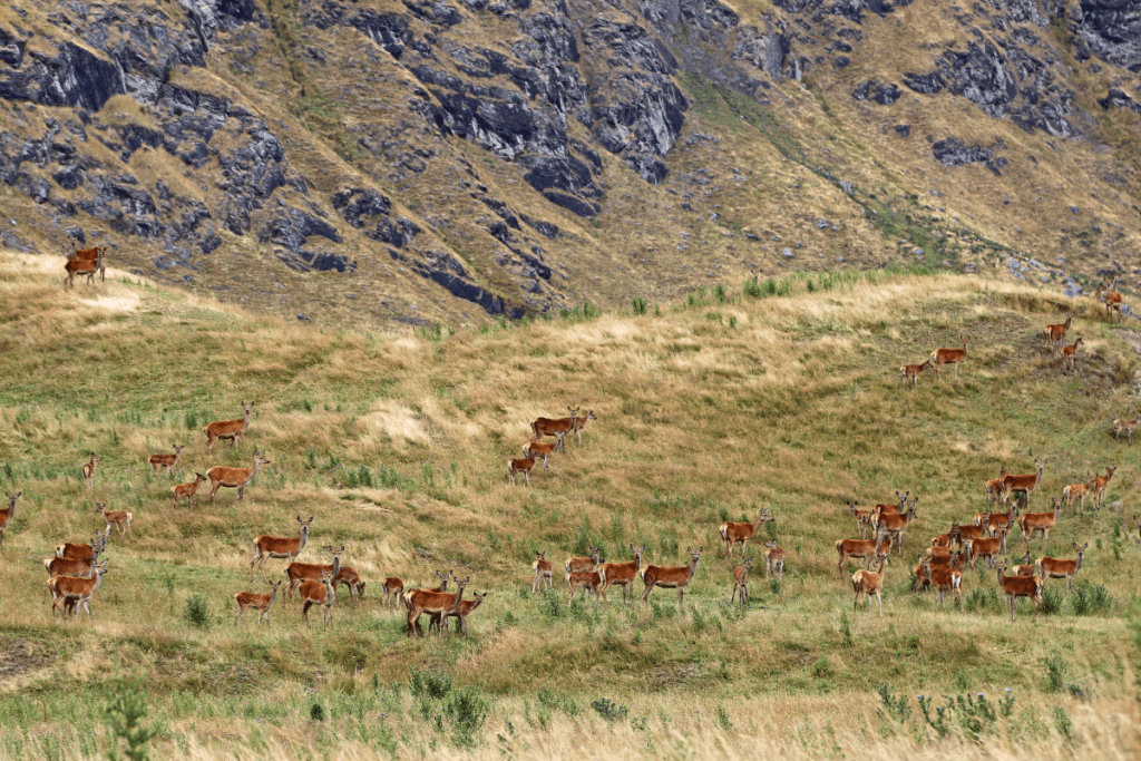 Sustainable Hunting - Large Herd of Deer