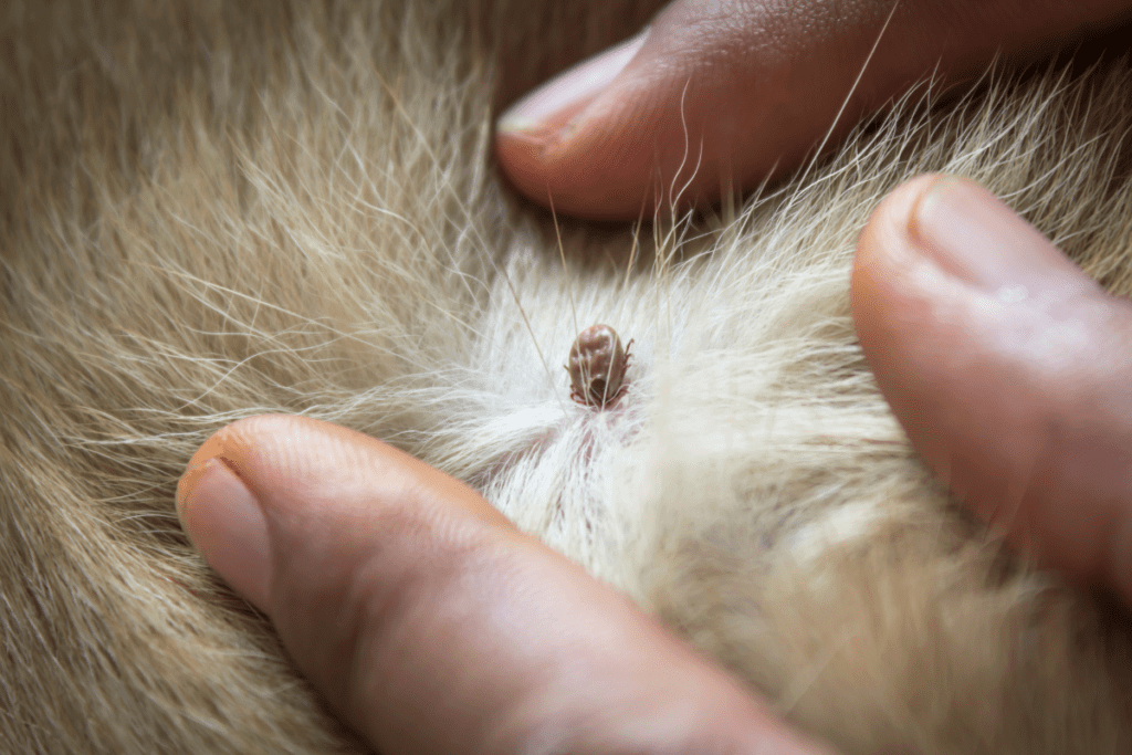 Sustainable Hunting - Deer Tick biting an animal