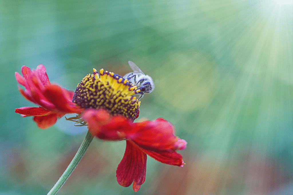 Mindful Mothers Day - Sustainable Flowers - Honey Bee on a Red Flower