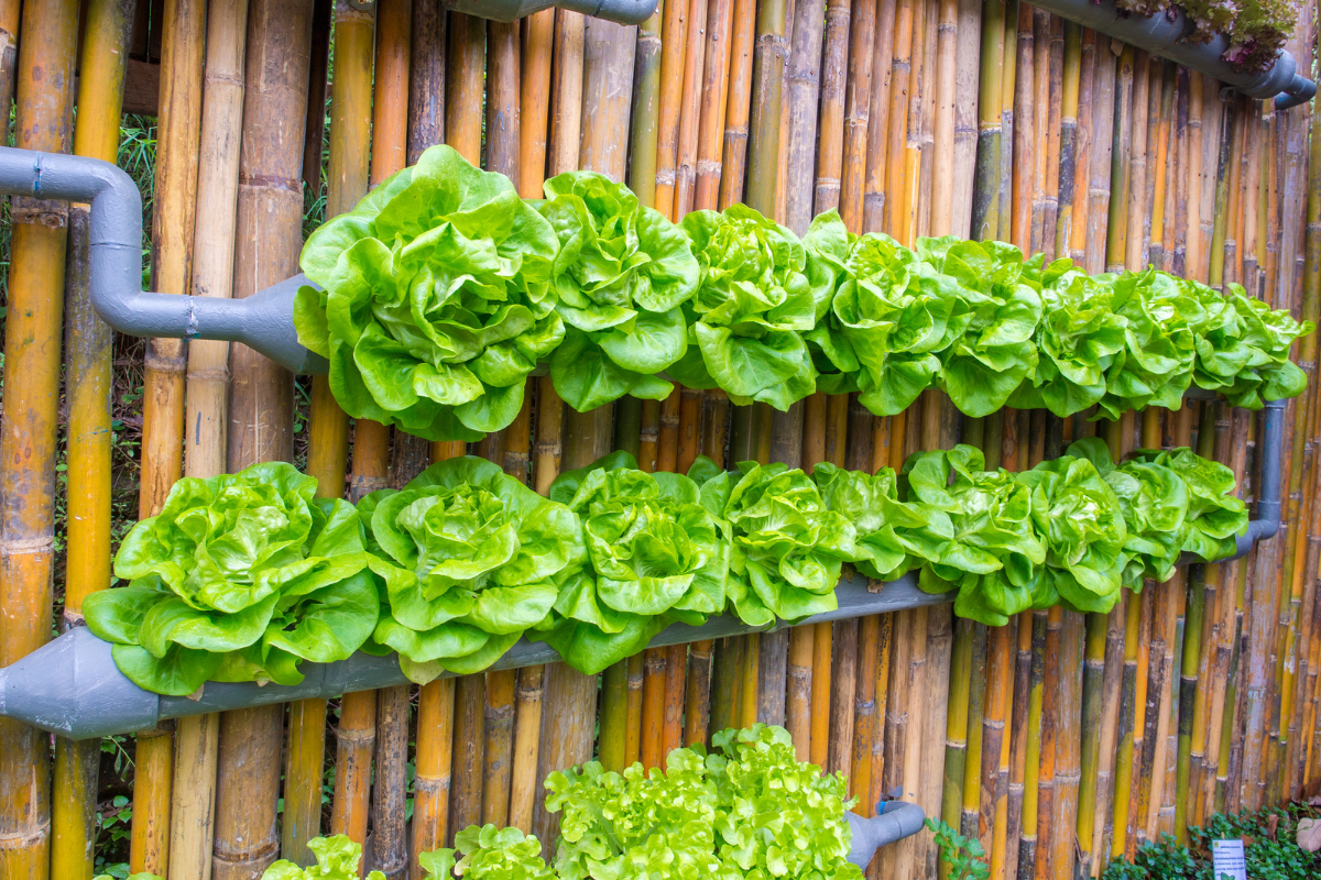 Vertical Hydroponic Garden with varieties of lettuce
