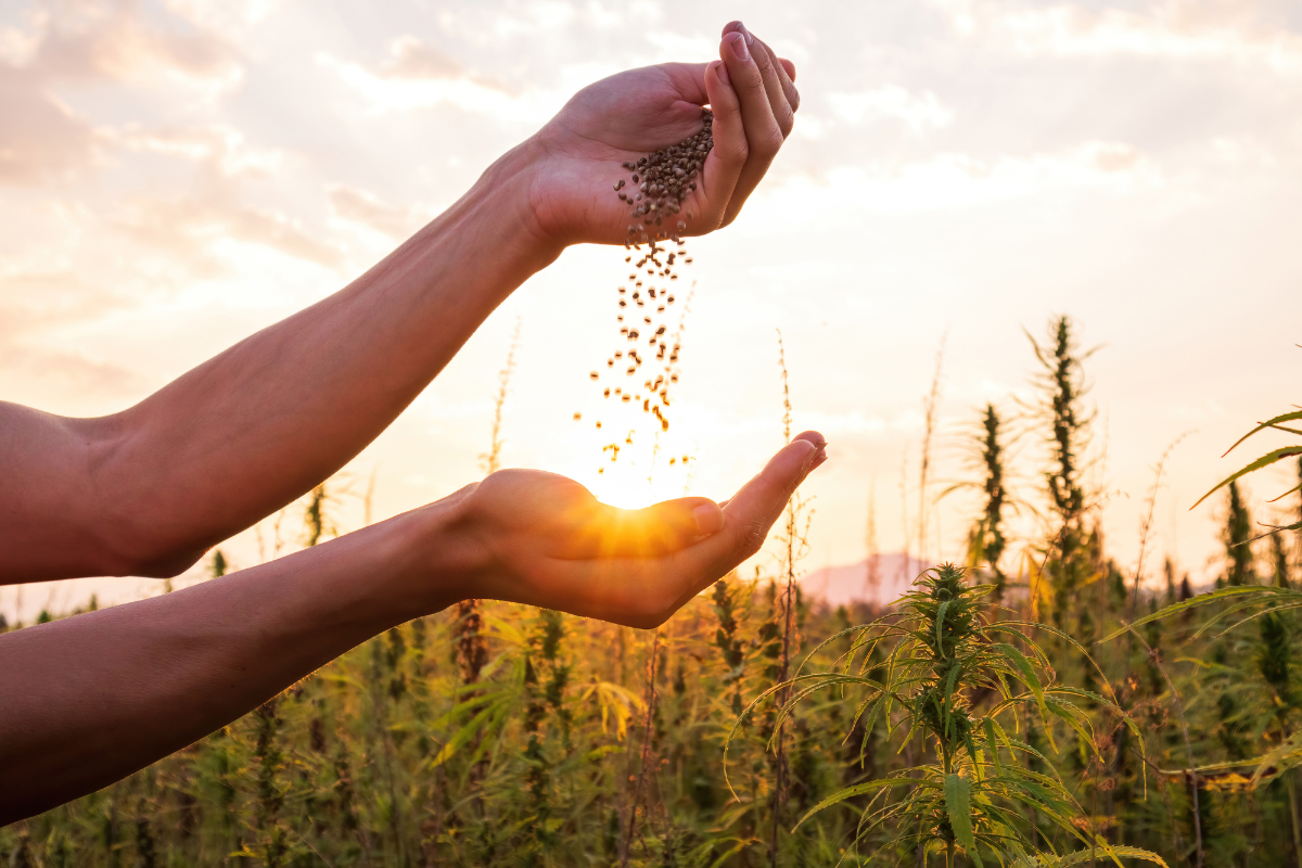 Sustainable Hemp Products - Stock image from Canva