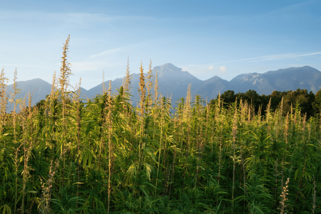 Sustainable Hemp Products - Stock image from Canva of a field hemp plants growing