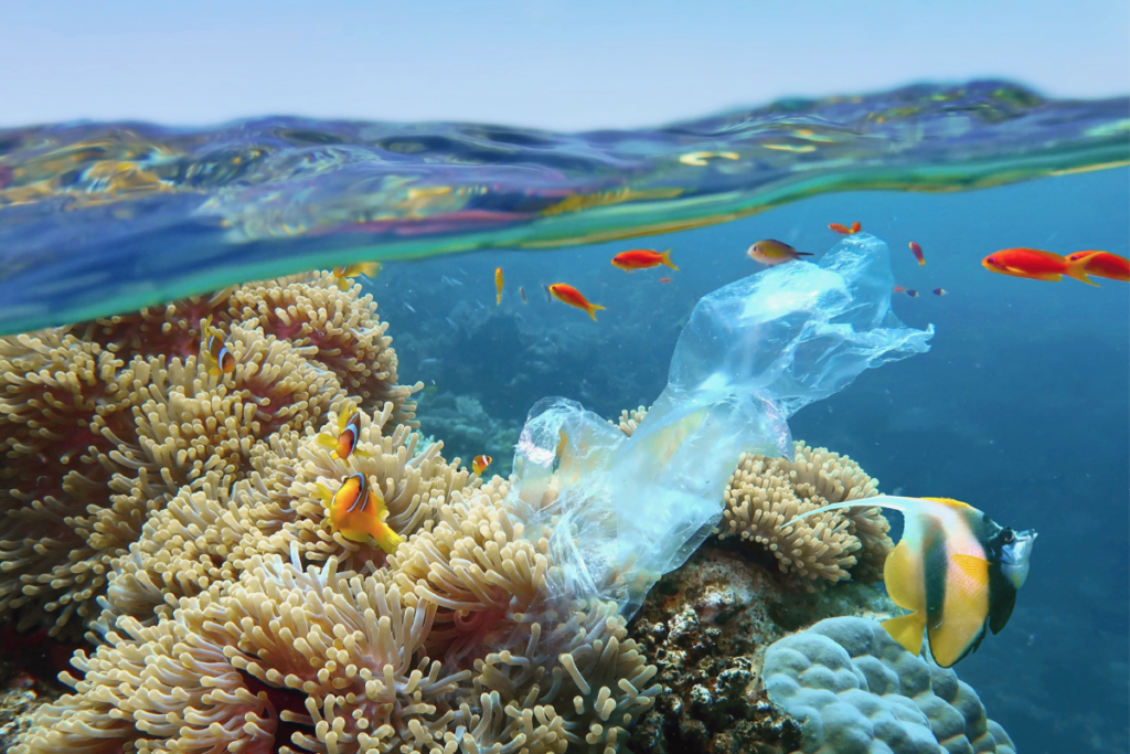 eco-friendly vacation - stock image from, canva of an ocean coral with a plastic bag caught on it