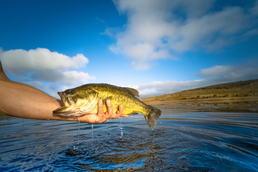 eco-friendly bass fishing - image of a bass