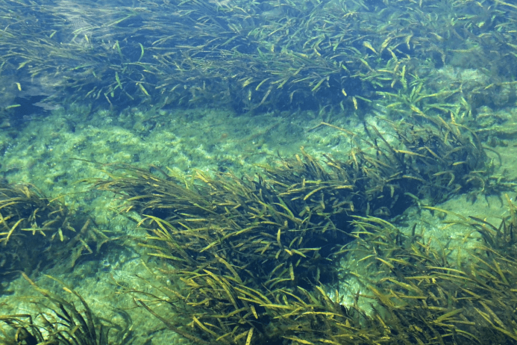 eco-friendly bass fishing - image of aquatic fresh water plants